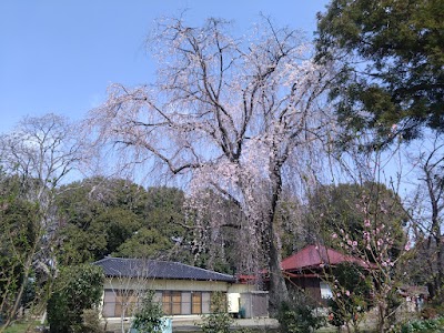 虚空蔵さんの枝垂れ櫻