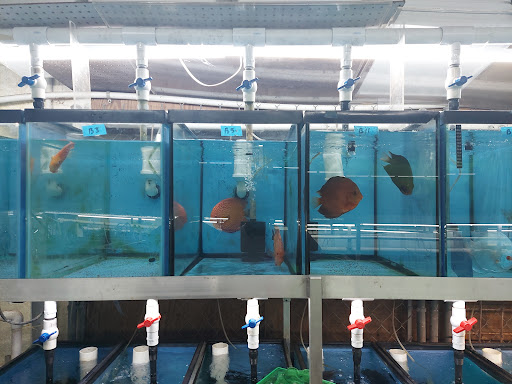 Tropical Fish Store «Jack Wattley Discus», reviews and photos, 6944 NE 4th Ave, Miami, FL 33138, USA