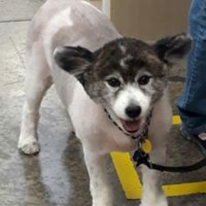 Pet Supply Store «All Pet & Equine Supply», reviews and photos, 1120 Porter Wagoner Blvd, West Plains, MO 65775, USA