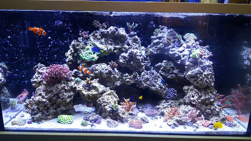 Aquarium Shop «Sea Creature Aquarium», reviews and photos, 1455 Mineral Spring Ave, North Providence, RI 02904, USA