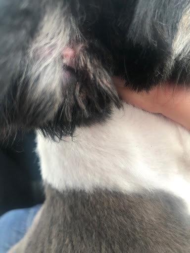 Pet Supply Store «Petco Animal Supplies», reviews and photos, 2373 W Ridge Rd, Greece, NY 14626, USA