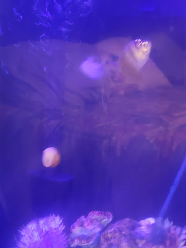 Pet Supply Store «PetSmart», reviews and photos, 6345 Garth Rd #140, Baytown, TX 77521, USA