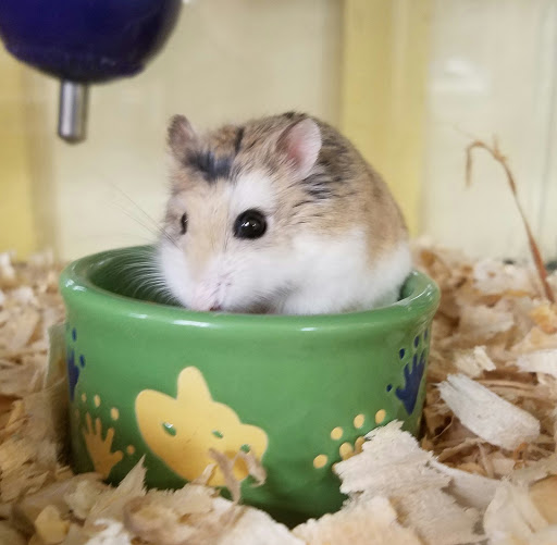 Tropical Fish Store «Pet Friendly Inc», reviews and photos, 845 Manitou Rd, Hilton, NY 14468, USA