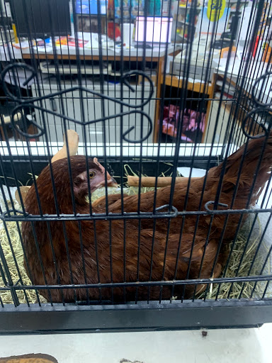 Pet Supply Store «Bull Run Farm Supply Inc», reviews and photos, 1020 US-1, Ormond Beach, FL 32174, USA