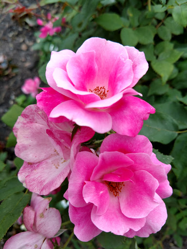 American Restaurant «Cracker Barrel Old Country Store», reviews and photos, 18151 Katy Fwy, Houston, TX 77094, USA