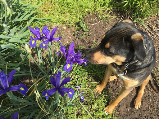 Pet Boarding Service «Alpha Pet Boarding & Grooming», reviews and photos, 7904 Veterans Memorial Hwy, Scottsville, KY 42164, USA