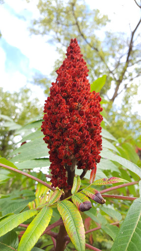 Nature Preserve «Lincoln Marsh», reviews and photos, Harrison Ave & Pierce Ave, Wheaton, IL 60187, USA