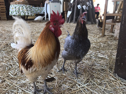 Zoo «Jr Pony Parties», reviews and photos, 1744 N Leonard Ln, Las Vegas, NV 89108, USA