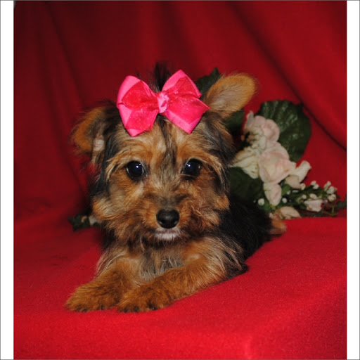 Pet Supply Store «Lil Rascals», reviews and photos, 10035 Gulf Center Dr #105, Fort Myers, FL 33913, USA