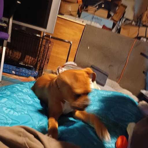 Animal Shelter «KC Pet Project - Main Adoption Center», reviews and photos