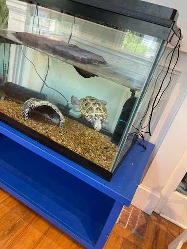 Museum «Coastal Discovery Museum», reviews and photos, 70 Honey Horn Dr, Hilton Head Island, SC 29926, USA