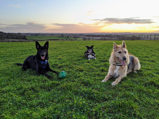 Chasing Pawfection