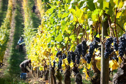 Winery «Elk Cove Vineyards», reviews and photos, 27751 NW Olson Rd, Gaston, OR 97119, USA