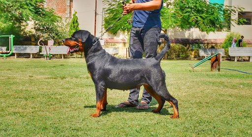Dinesh Yadav's- Ahiran Berg Rottweilers & German Shepherd (GSD)