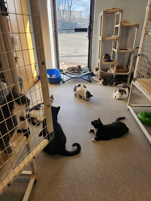  alt='They care for each one of these homeless cats as if they were their own'