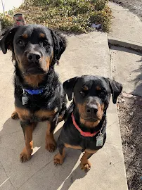 Chasity Pet Sitting - Car repair in Denham Springs, LA, Baton Rouge - Rated 0.0/5