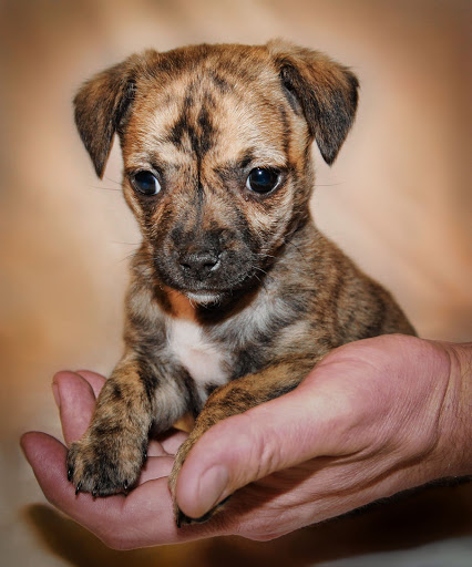 Pet Store «Alley Cat Pet Center», reviews and photos, 8700 NE Vancouver Mall Dr, Vancouver, WA 98662, USA