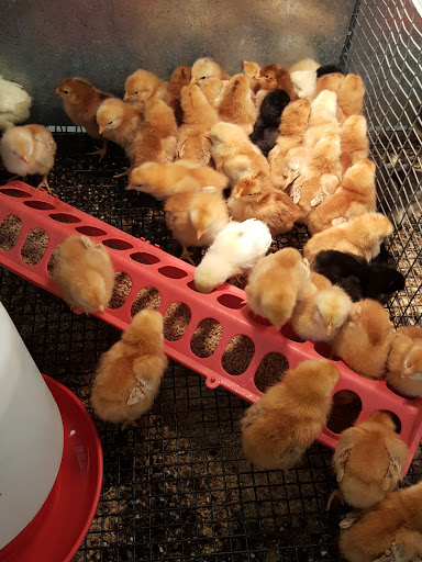 Poultry farm Springfield