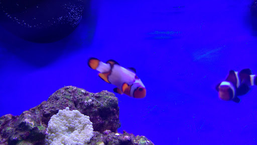 Pet Supply Store «Petco Animal Supplies», reviews and photos, 1605 Beltline Rd SW, Decatur, AL 35601, USA