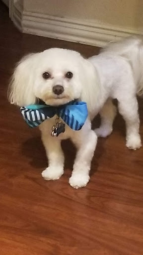 Pet Supply Store «PetSmart», reviews and photos, 2525 W Wheatland Rd, Dallas, TX 75237, USA