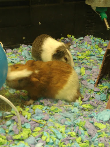 Pet Supply Store «PetSmart», reviews and photos, 2150 Paxton Ln SW, Lilburn, GA 30047, USA