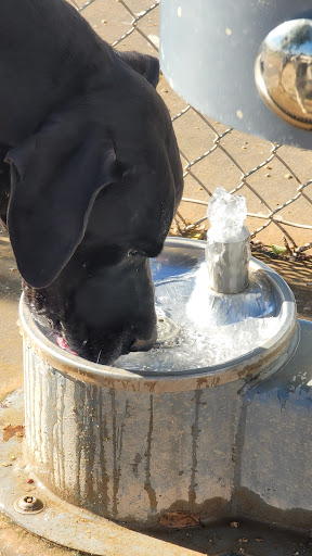 Park «Goodyear Community Park», reviews and photos, 3151 N Litchfield Rd, Goodyear, AZ 85395, USA