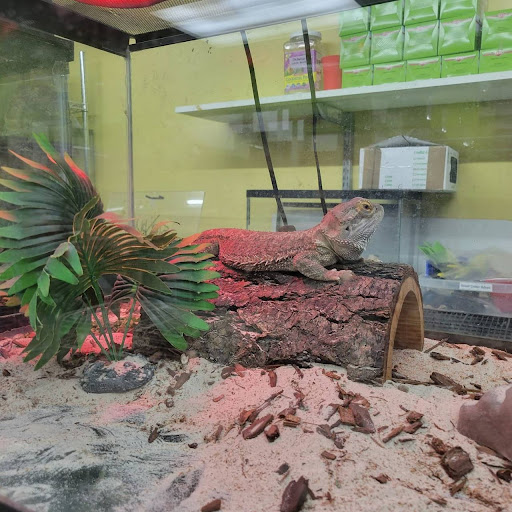 Pet Store «Coral Reef Pet Center», reviews and photos, 7723 W Lawrence Ave, Norridge, IL 60706, USA