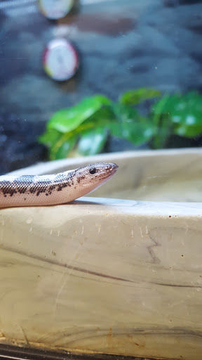 Pet Supply Store «Petco Animal Supplies», reviews and photos, 35860 Chester Rd, Avon, OH 44011, USA