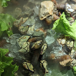 Photo n° 4 de l'avis de Paul. fait le 09/05/2023 à 07:12 pour Star Food à Lognes