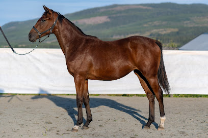 Norwegian Racehorse Breeding as