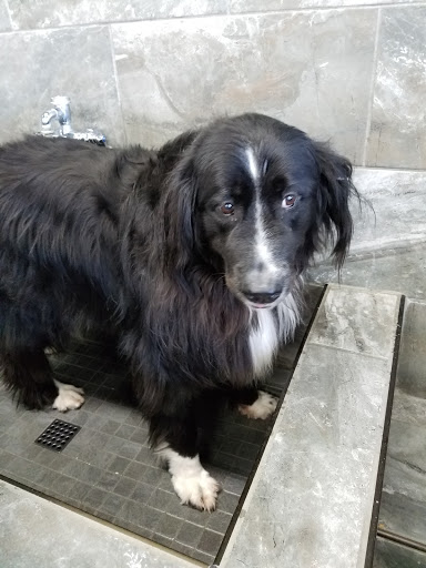 Pet Supply Store «Pet Supermarket», reviews and photos, 14044 Grant Rd Ste 200, Cypress, TX 77429, USA