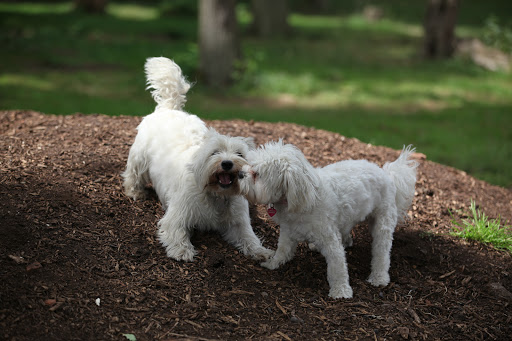 Elmtree Canine Country Club