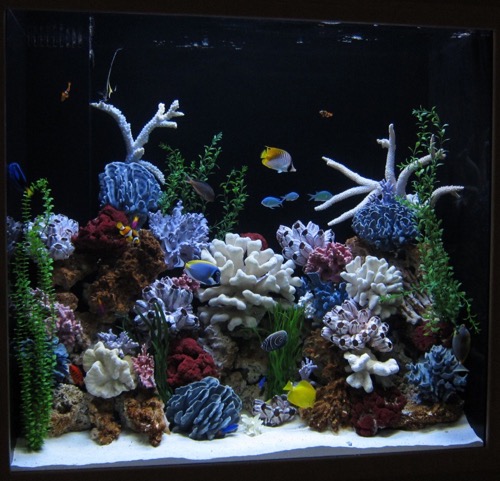Aquarium Doctor Inc. | Aquarium Service, Aquarium Installation, Custom Aquariums