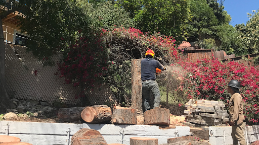 Lumber Jax Tree Care