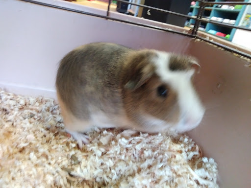 Pet Supply Store «Rutser Pet Store», reviews and photos, 5418 E Beverly Blvd, East Los Angeles, CA 90022, USA