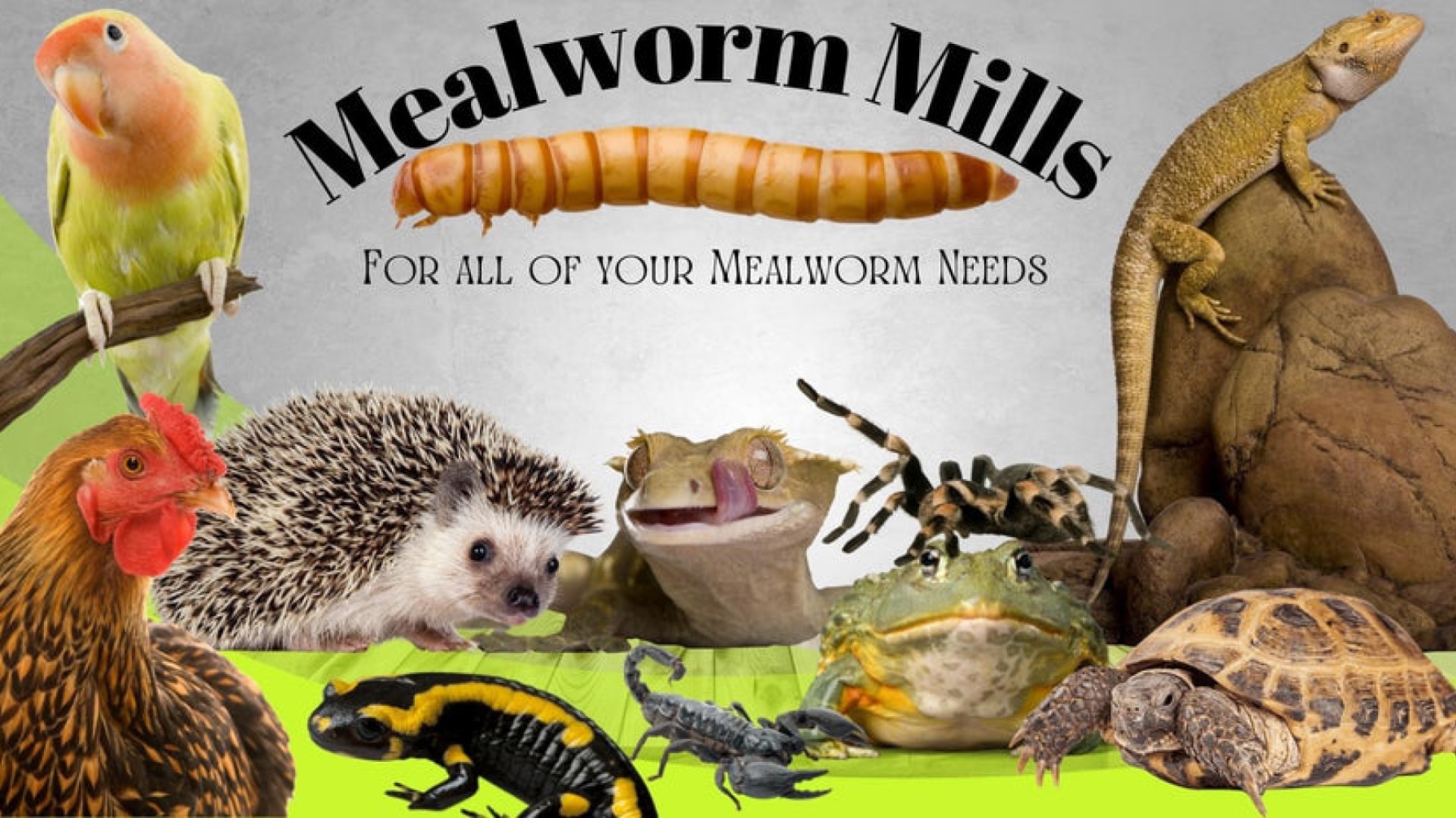 Mealworm Mills