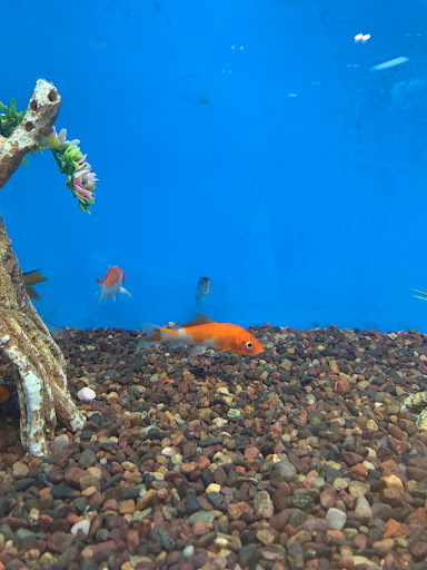 Pet Supply Store «PetSmart», reviews and photos, 5873 Spout Springs Rd, Flowery Branch, GA 30542, USA