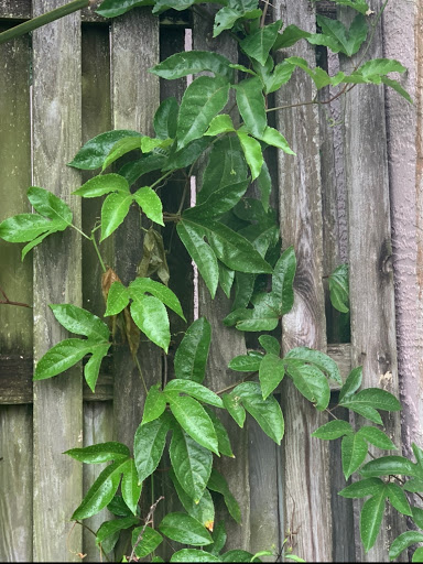 Plant Nursery «Wilcox Nursery», reviews and photos, 12501 Indian Rocks Rd, Largo, FL 33774, USA