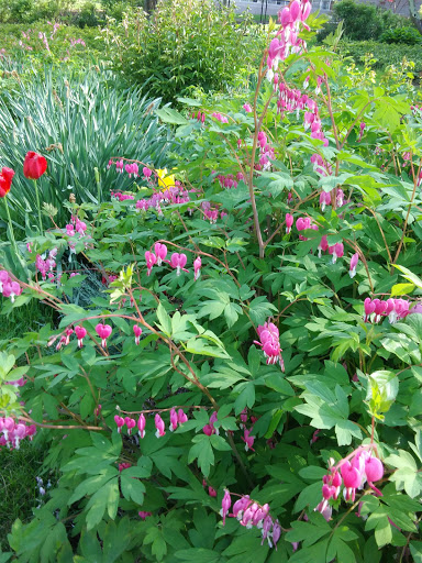 Park «Pardee Rose Gardens», reviews and photos, 180 Park Rd, Hamden, CT 06517, USA