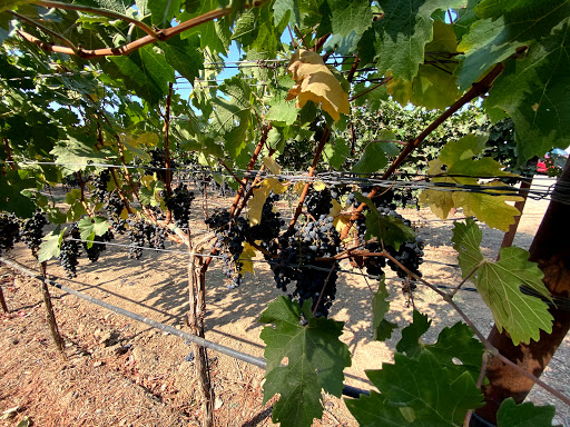 Winery «Andretti Winery», reviews and photos, 4162 Big Ranch Rd, Napa, CA 94558, USA