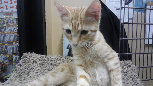 Pet Supply Store «PetSmart», reviews and photos, 1705 Mall of Georgia Blvd, Buford, GA 30519, USA