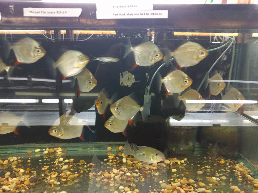 Pet Store «Forest Lake Pets», reviews and photos, 120 Lake St N, Forest Lake, MN 55025, USA