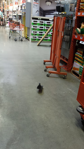 Home Improvement Store «The Home Depot», reviews and photos, 111 Shoreline Pkwy, San Rafael, CA 94901, USA