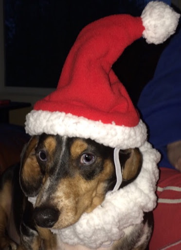 Pet Store «Pet Nation Llc», reviews and photos, 1898 Andorra St, Navarre, FL 32566, USA