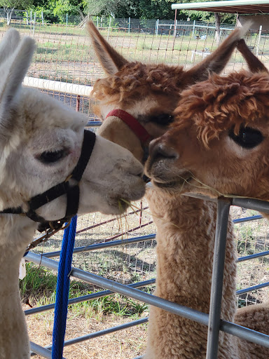 Great American Alpacas