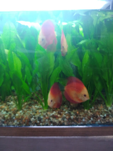 Tropical Fish Store «J B Tropical Fish», reviews and photos, 1950 N Black Horse Pike, Williamstown, NJ 08094, USA