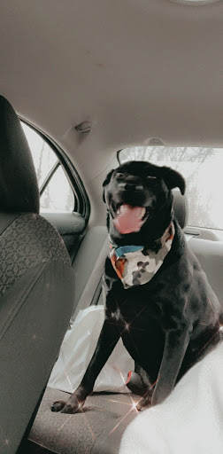 Pet Store «Paws & Tail Pantry», reviews and photos, 386 Main St, Rosendale, NY 12472, USA