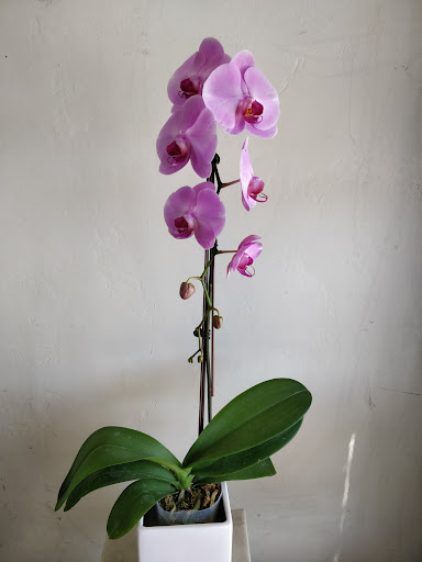 Florist «Kim Florist», reviews and photos, 227 W Las Tunas Dr, San Gabriel, CA 91776, USA