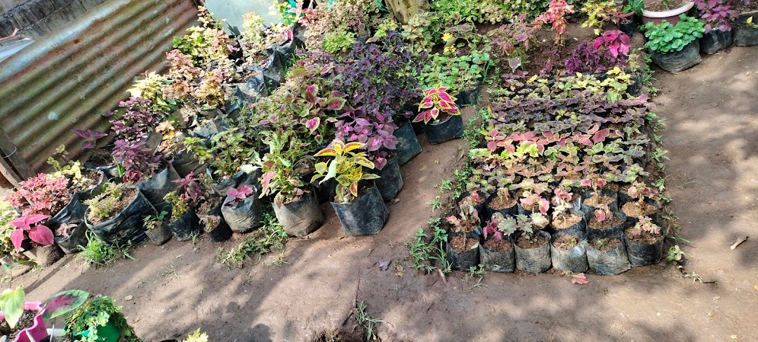 Sisters leaf nursery