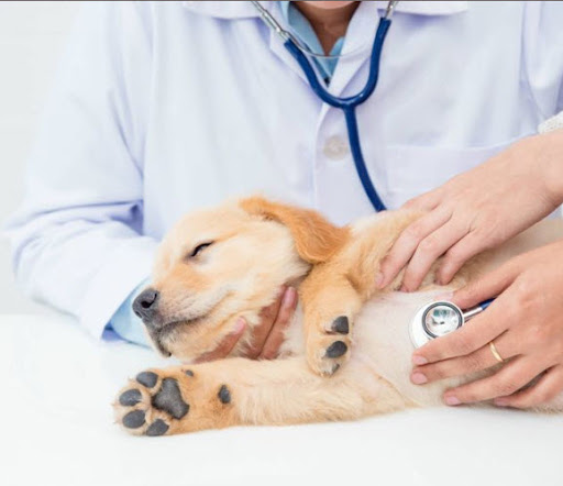 Alpine Animal Hospital image